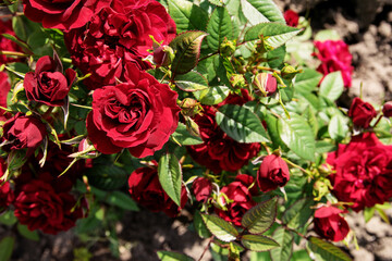 bush of red little roses bloom in the garden