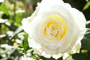 white blooming rose on a bush in the garden