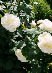 white blooming rose on a bush in the garden under the sun
