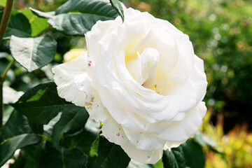 white blooming rose on a bush in the garden under the sun