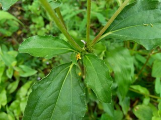 Node weed (also known Synedrella nodiflora, synderella weed) with a natural background.
