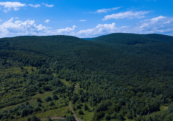 Fototapeta na wymiar Green trees in carpathian mountines