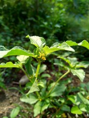 Node weed (also known Synedrella nodiflora, synderella weed) with a natural background.