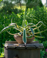 landscape with agave seedlings in a clay pot, summer garden