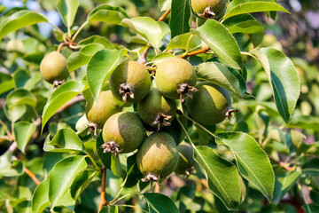 Unripe pear fruit on a branch in the garden in summer.