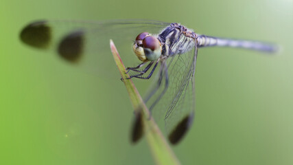 blue dragonfly on its perch, macro photography of this elegant odonata resting on a blade of grass, detail of its wide faceted eyes. nature scene in the tropical island of Koh Lanta, Thailand