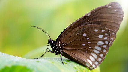 brown butterfly resting on a green leaf, this fragile lepidoptera has wide wings and long antennas, he stays in a tropical botanical garden in Chiang Mai, thailand