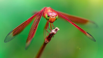 red colorful dragonfly on a branch, macro photography of this gracious and fragile Odonata, beautiful predator, large wings and big faceted eyes, nature scene in a pond in the Thai tropical jungle  - 363161145