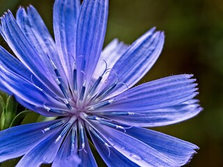 wild single blue flower closeup