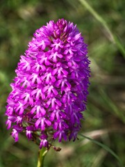 wild single purple and pink flower closeup