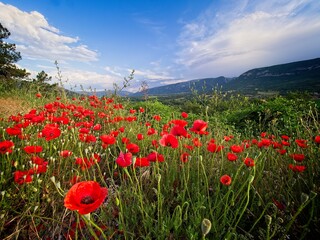 Poppies in a field with cloudy blue sky