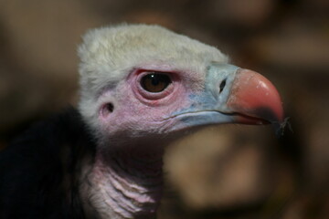 close up of a vulture