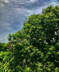 green trees and blue sky