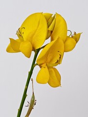 wild single yellow flower closeup with white background