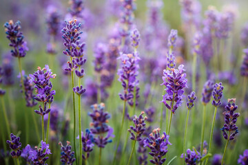 Purple lavender flowers field at summer with burred background. Close-up macro image.