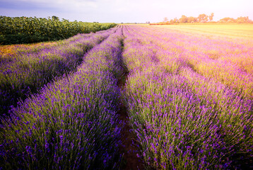 Fototapeta na wymiar Purple lavender flowers field at summer with burred background.