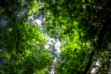 green forest background