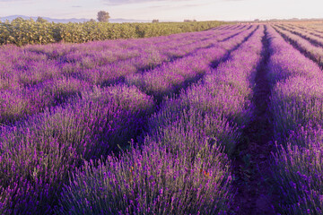 Fototapeta na wymiar Purple lavender flowers field at summer with burred background.