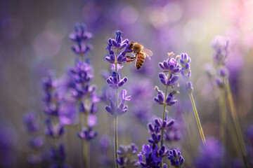 Working day in the nature. Diligent bee harvest the pollen from purple lavender flower for making...