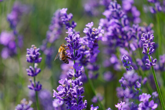 Working day in the nature. Diligent bee harvest the pollen from purple lavender flower for making honey at summer. Close-up macro image wit blurred background.