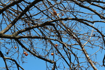 Ripe orange Korean persimmons on the tree againt the blue sky in autumn, South Korea