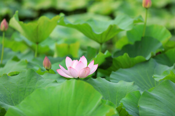 Chinese Lotus in the Park