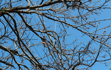 Ripe orange Korean persimmons on the tree againt the blue sky in autumn, South Korea
