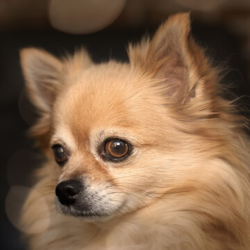 Portrait of a female chihuahua with bokeh background in soft warm light