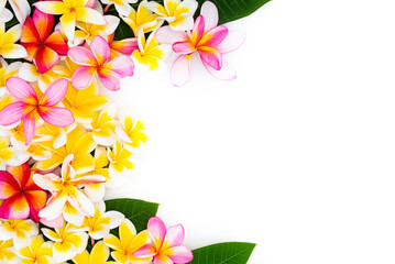 プルメリアのフレーム