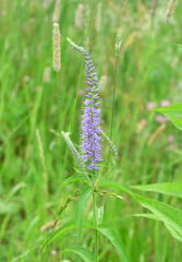 Pseudolysimachion longifolia, syn. Veronica longifolia among greenery in the grass in summer, selective focus