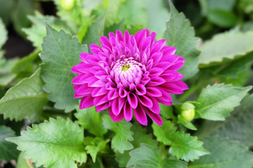Magenta dahlia among greenery on a flowerbed in summer, macro photography, selective focus, horizontal composition.