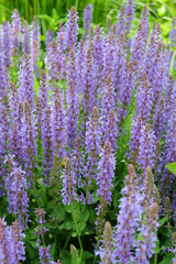 Purple Salvia flowers on the flowerbed, macro photo, selective focus, blurred background.