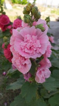 pink roses in garden, Alcea rosea double Chater's