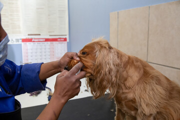 worker busy grooming a cocker spaniel dog cleaning teeth 