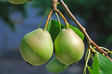 two ripe red green pears on a tree in a farm garden