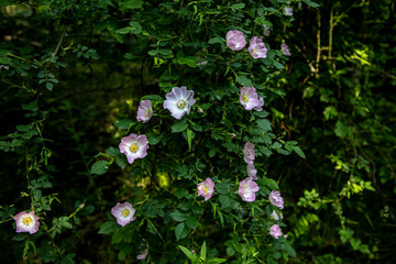 botanical beautiful pink flowers on a green natural bush.