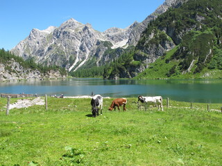 Obraz premium kühe auf der alm