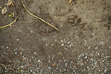 Animal foot prints and human boots on a brown muddy soil. Concept animal care, walking your animal in hard weather conditions.