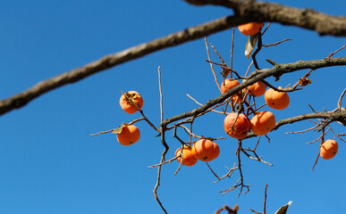 Ripe orange Korean persimmons on the tree againt the blue sky in autumn, South Korea