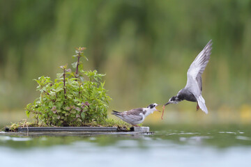 Trauerseeschwalbe Chlidonias niger