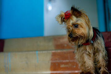 Yorkshire Terrier on the stairs