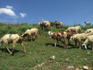 Obraz premium herd of sheep