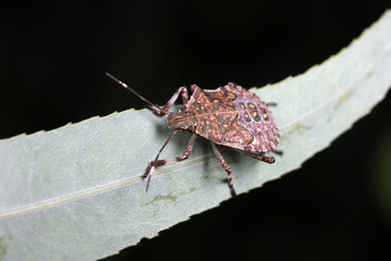 stink bug insects in natural state