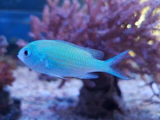 The Blue-green chromis on the aquarium