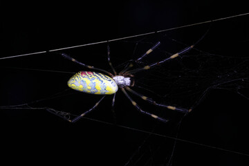 Spiders in the wild