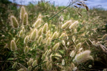 Dry grass in the wind