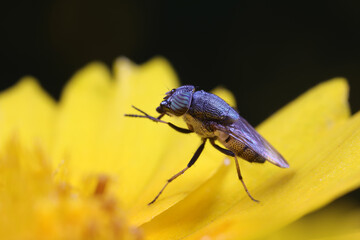 Flies and insects on yellow flowers