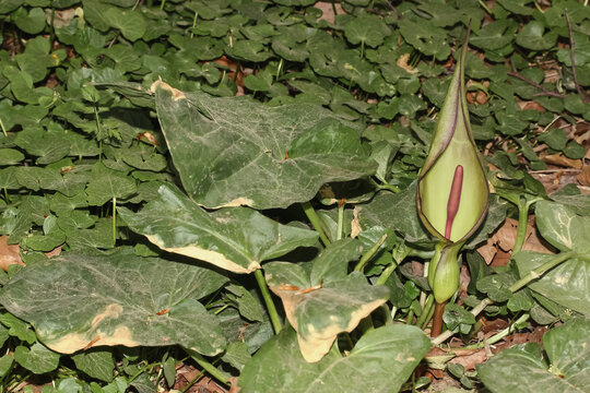 Bl&uuml;te des Aronstabes, Arum maculatum