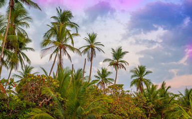 Evening on the beach, ocean and the full moon and coconut trees.