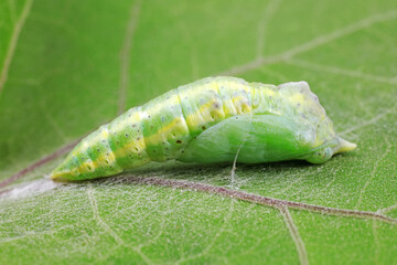 chrysalis of common cabbage worm on green leaves
